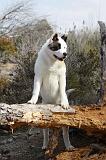 AKITA AMERICAIN 325